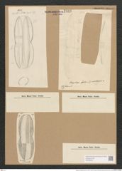 Plagiotropis mediterranea Grun. (de-Toni-Nr.: Genus 30, Species 1365) Zeichnungen Sammlung Grunow Nr. 2486 (NHMW-BOT-W0369804)